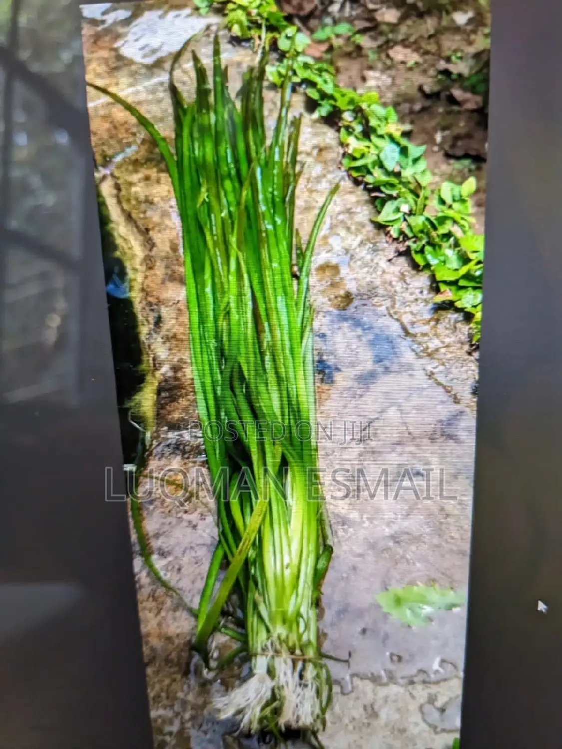 Live Aquariums Plants