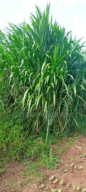 Pakchong1, Thailand Super Napier