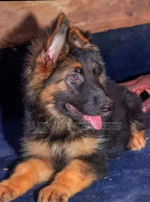 1-3 months Male Purebred German Shepherd
