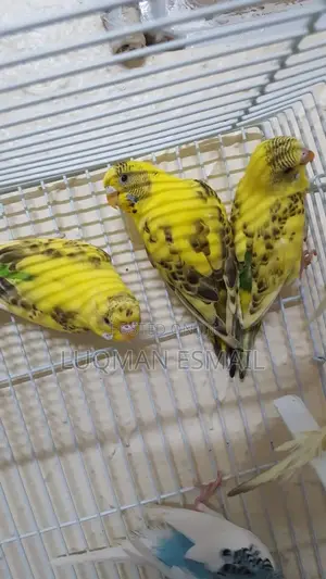 Yellow Female Budgies