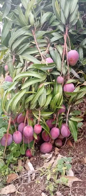 Tommy Mangoes Seedlings