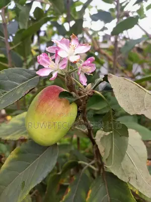 Quality Apples