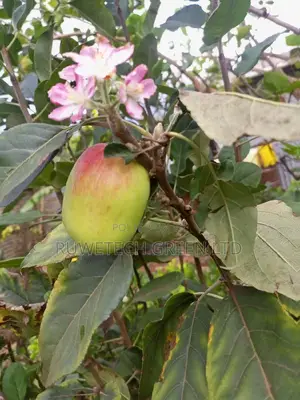 Quality Apples
