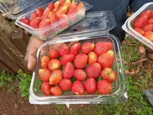 Strawberry Seedlings
