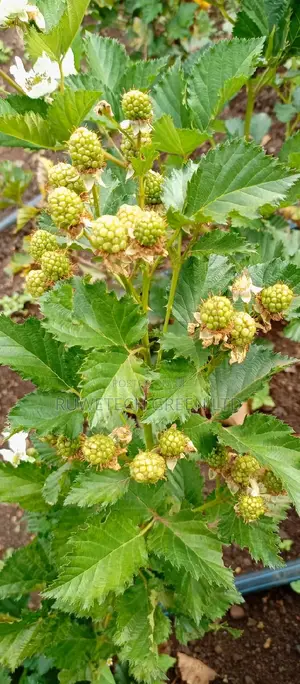 Semi - Erectile Blackberry