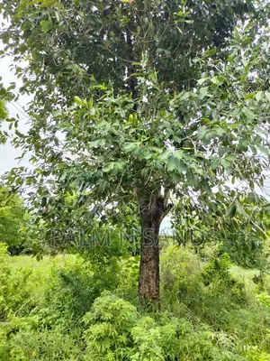 Galu Mwisho Wa Lami Plot