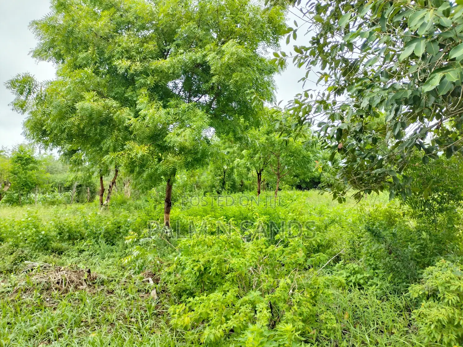 Galu Mwisho Wa Lami Plot