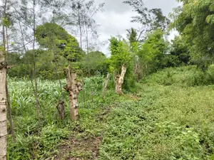 Galu Mwisho Wa Lami Plot