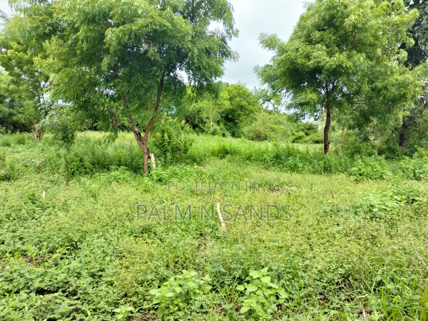 Galu Mwisho Wa Lami Plot