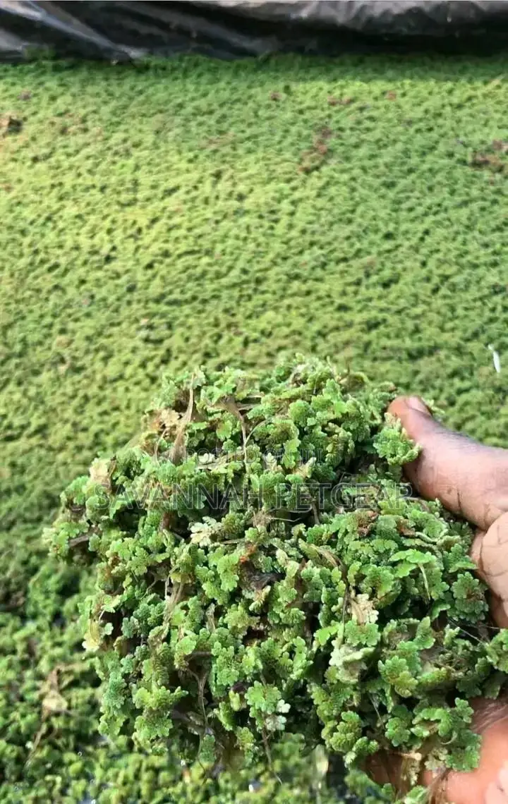 Azolla Starter Kit - 3kg