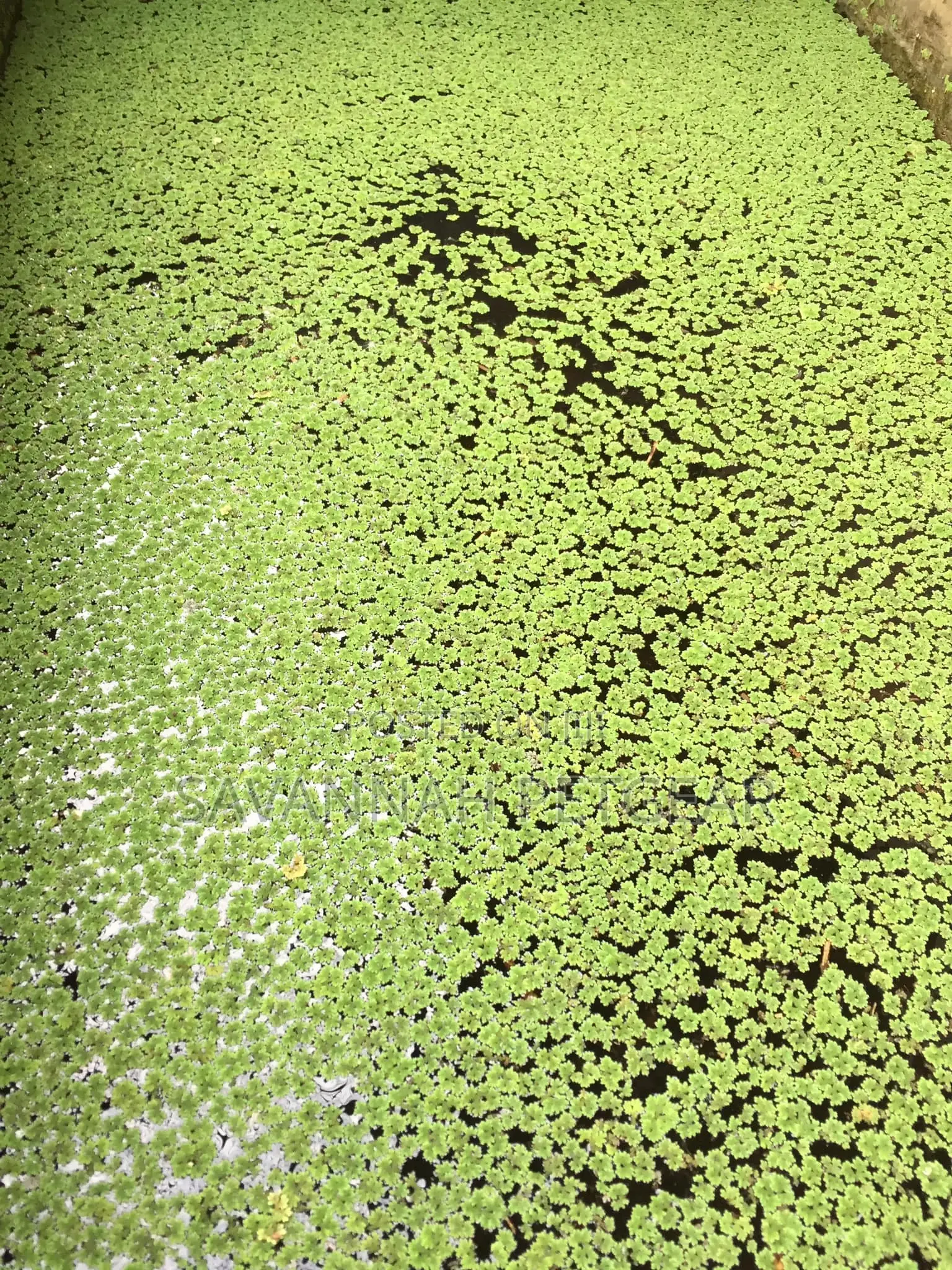 Azolla Starter Kit - 3kg