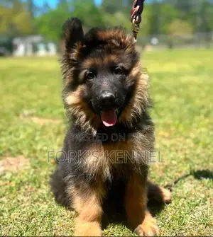 1-3 months Female Purebred German Shepherd