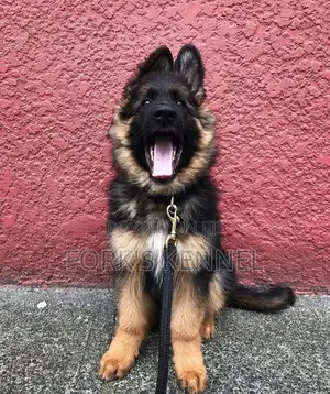 1-3 months Female Purebred German Shepherd