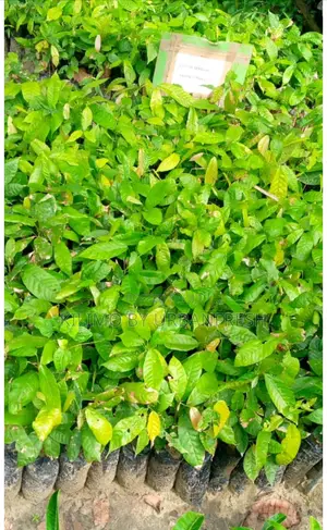 Cocoa Plant Seedlings Moq 5