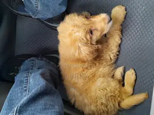 1-3 months Male Purebred Golden Retriever