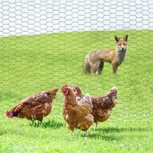 Chicken Wire 1/2 *3ft