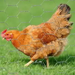 Chicken Wire Durable