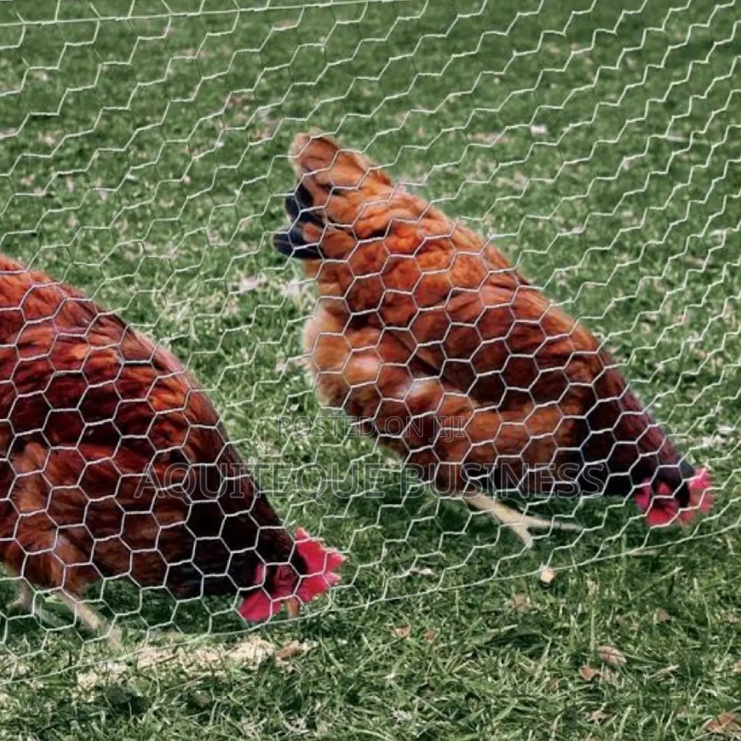 Chicken Wire Mesh. Wholesale Prices