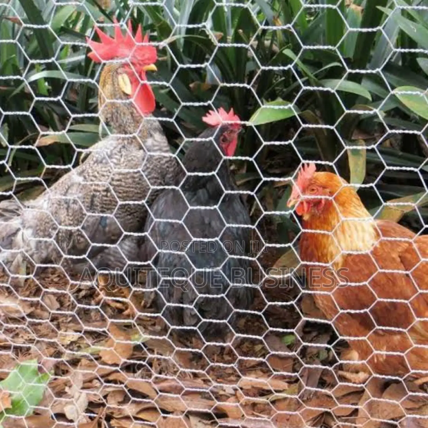 Chicken Wire Mesh. Heavy Duty