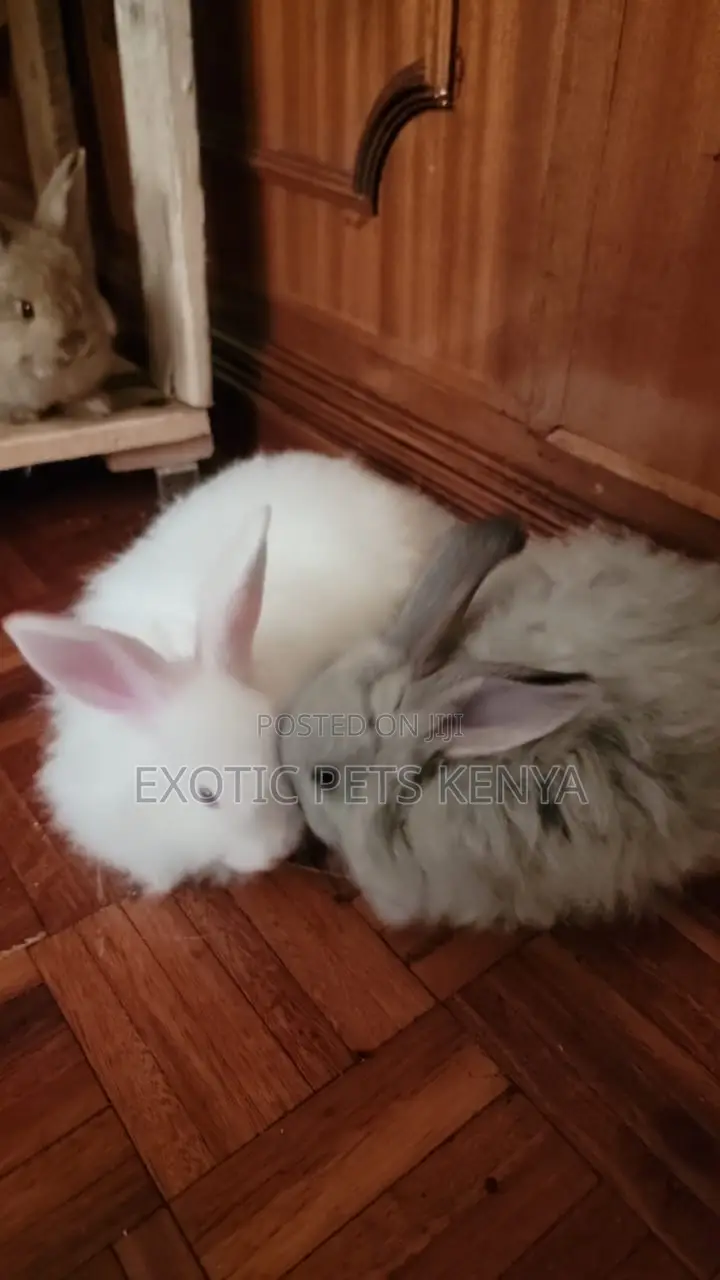 Angora Bunny