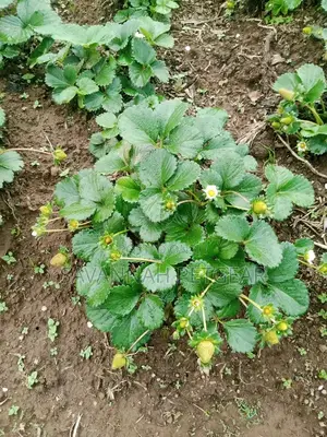 Chandler Strawberry Splits For Sale -200pcs