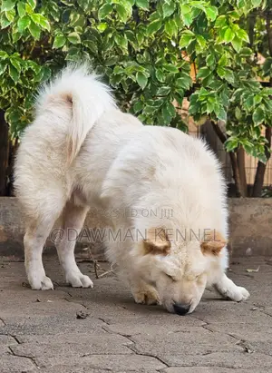 3-6 months Male Purebred Chow Chow
