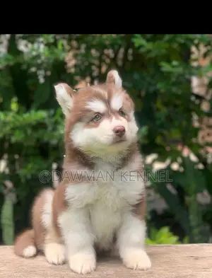 1-3 months Male Purebred Siberian Husky