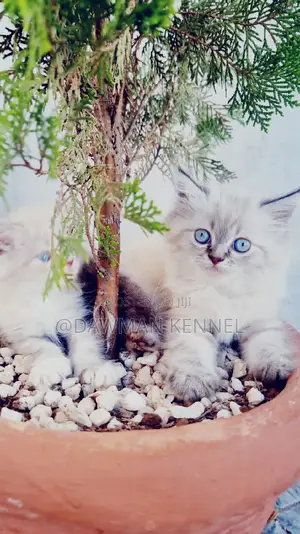 1-3 months Female Purebred Ragdoll