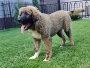3-6 months Male Purebred Caucasian Shepherd
