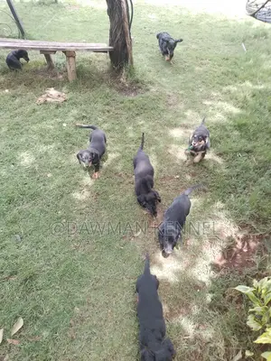 1-3 months Male Purebred Dachshund