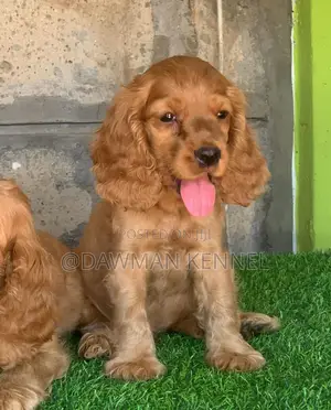 1-3 months Male Purebred Cocker Spaniel