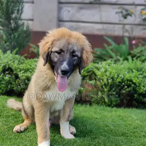 1-3 months Male Purebred Caucasian Shepherd