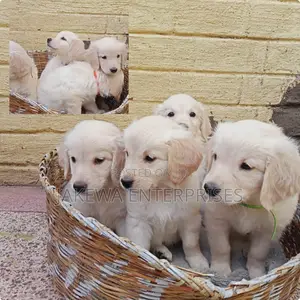 1-3 months Male Purebred Golden Retriever