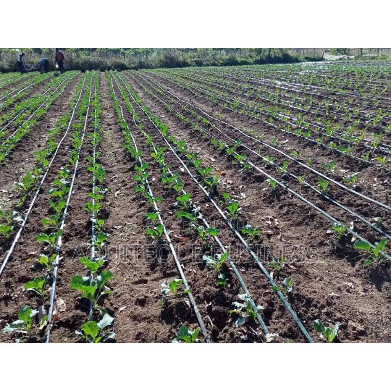 Drip Line -Flat,. 1000meters Long.