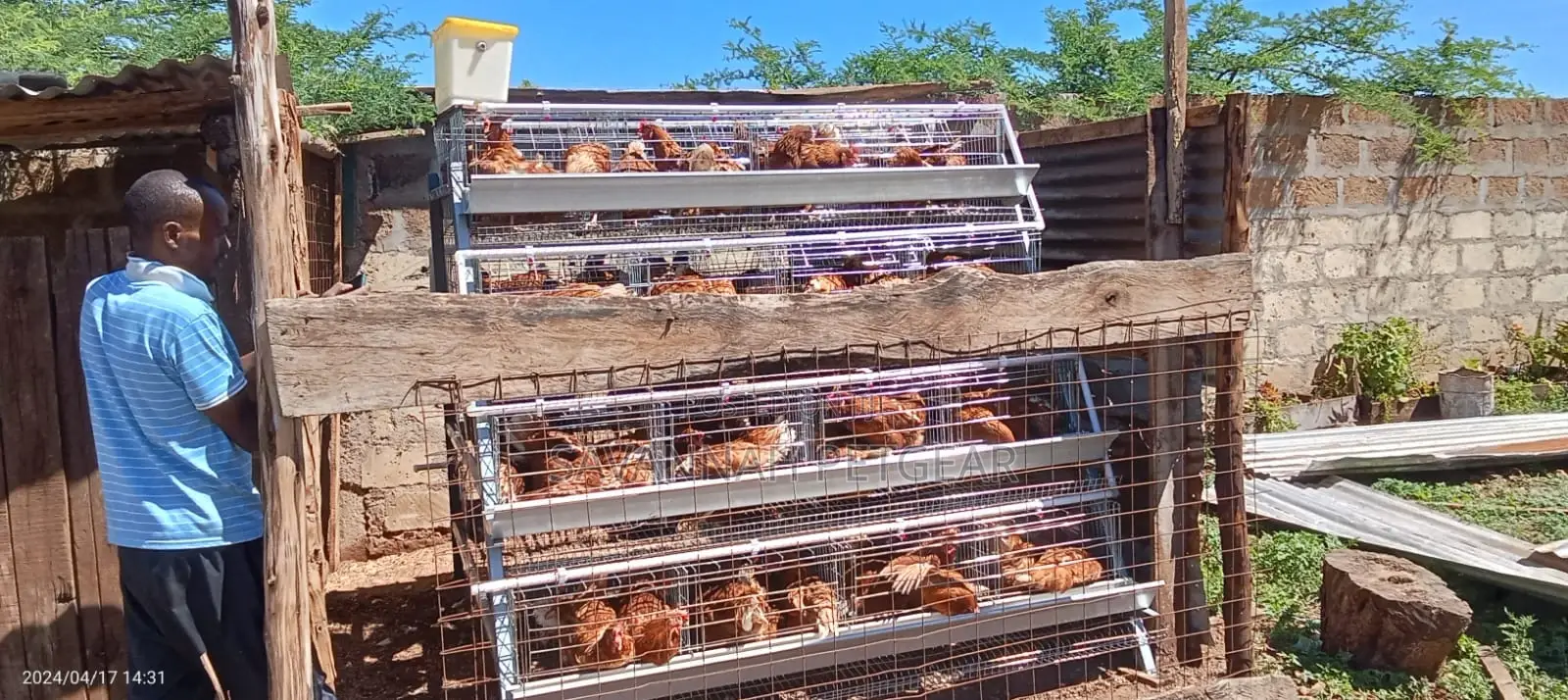 A-Type Customized Layer Chicken Cage for 64 Layers