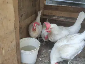 White Leghorn Eggs