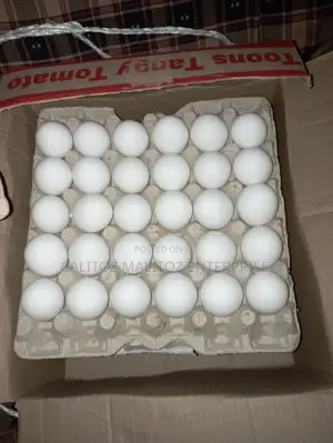 White Leghorn Eggs