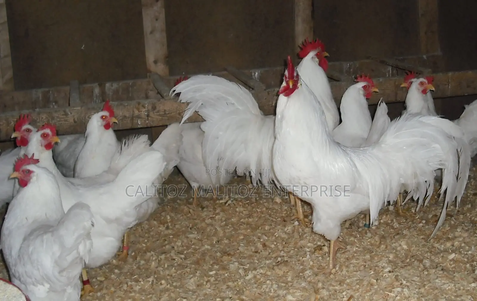 White Leghorn Eggs