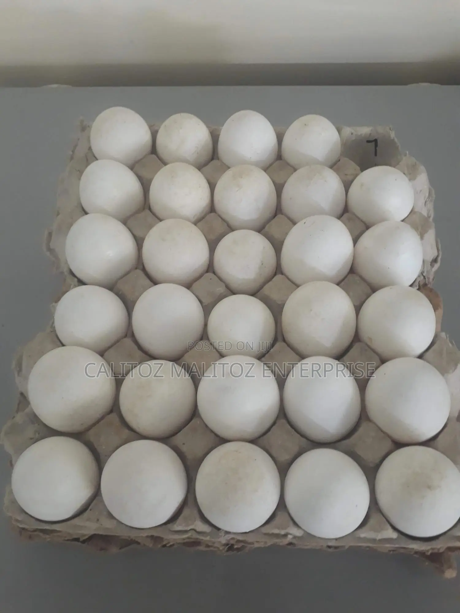 White Leghorn Eggs