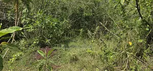 Prime 10 Acres Land for Sale in Kaptuli Eldoret