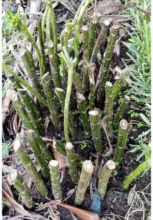 Snake Repellent Cuttings.