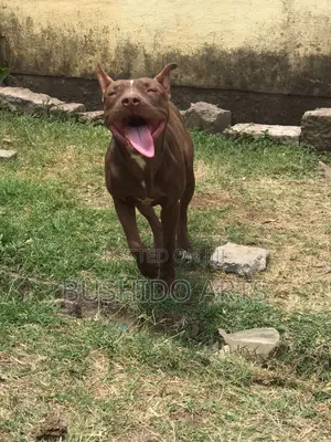 1+ year Male Purebred American Pit Bull Terrier