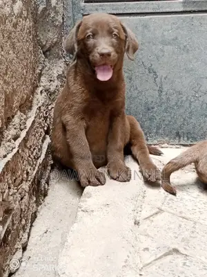 1-3 months Male Purebred Labrador Retriever