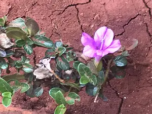 Barleria Cristata
