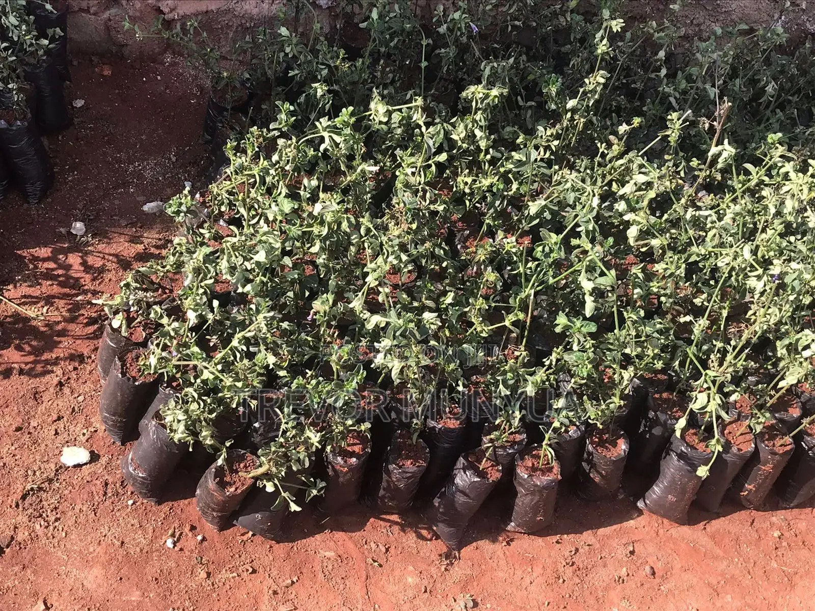 Barleria Cristata
