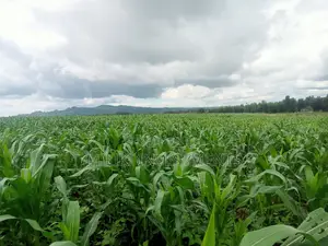 5 Acres on Sale at Summary