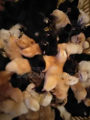 Sasso and Kuroiler Day-Old F1 Chicks Available Every Monday