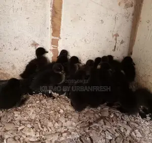 Cayuga Ducklings