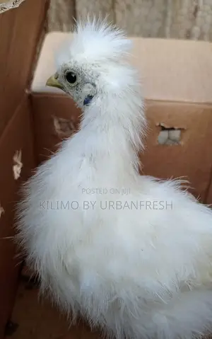 Silkie Bantam Chicks Chicken.
