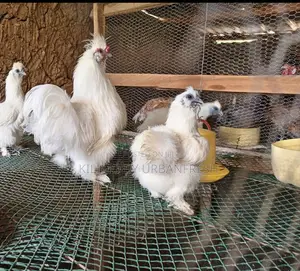 Booted Bantam